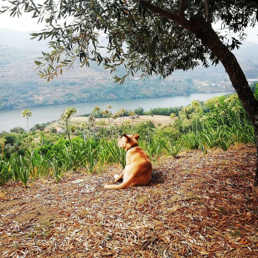 Casa Da Mouta - Douro Valley 拜昂 外观 照片